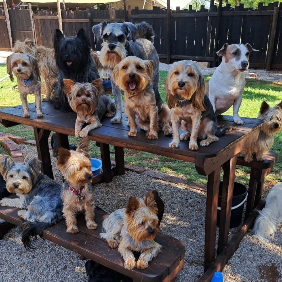 Safe dog boarding at Pawsome Pet Lodge