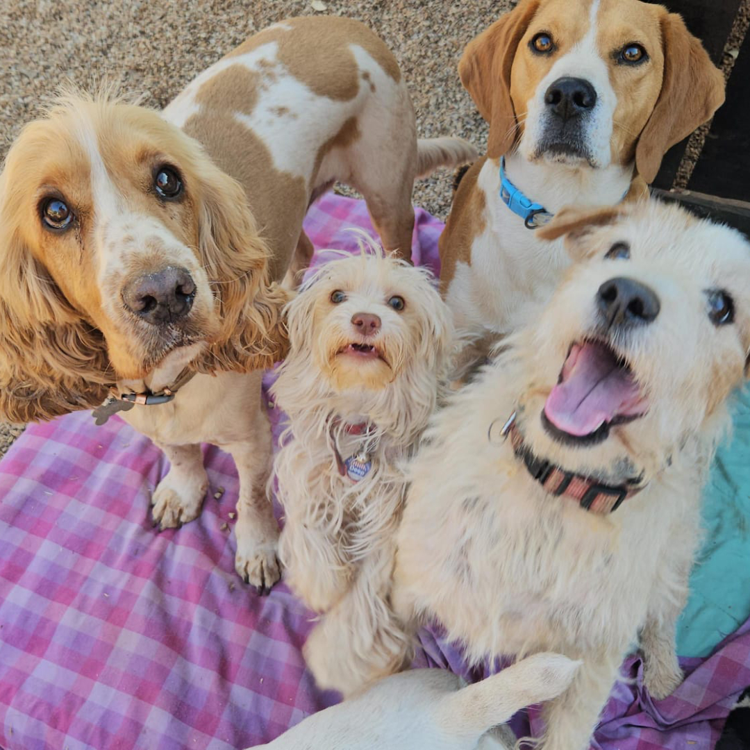 Safe dog boarding at Pawsome Pet Lodge