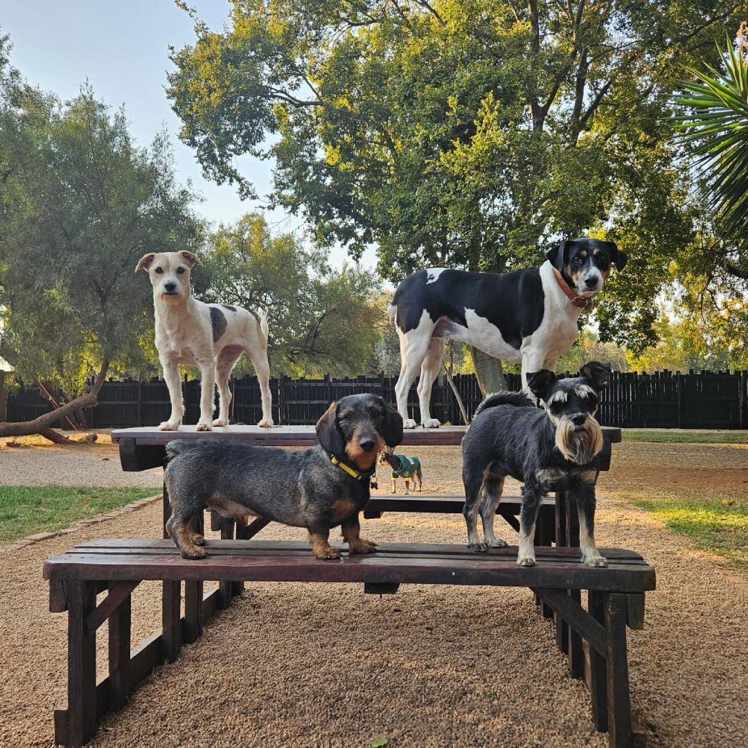 Dog hotel with kennel-free boarding in Pretoria