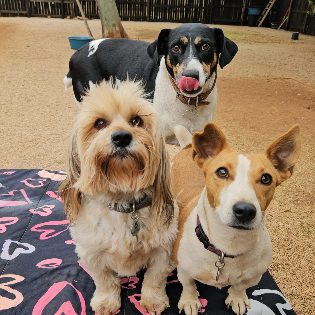 Dog hotel with kennel-free boarding in Pretoria